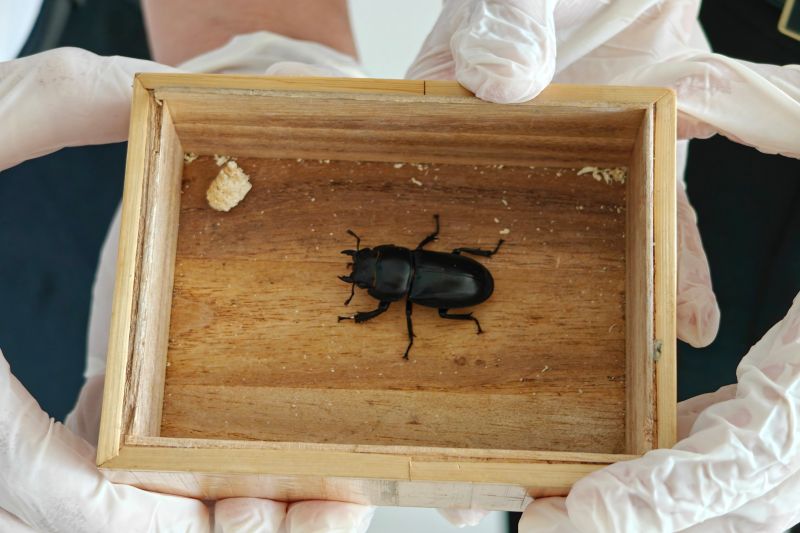 煙臺(tái)海關(guān)查獲“異寵”泰坦扁鍬甲（圖）